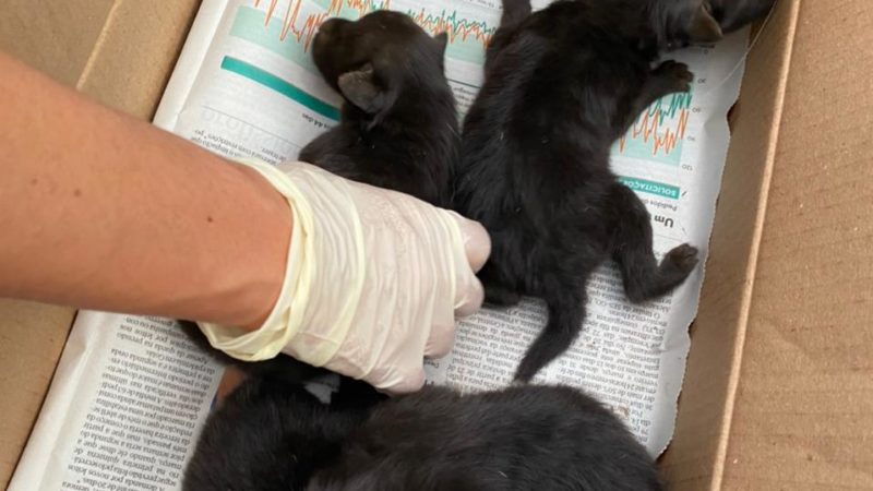 Quatro filhotes de lobos-guará nascem no Zoológico de Goiânia