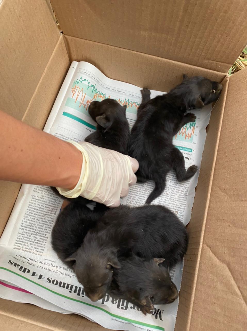 Quatro filhotes de lobos-guará nascem no Zoológico de Goiânia