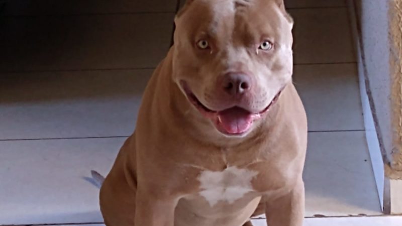 Thor é um pitbull americano de 5 anos