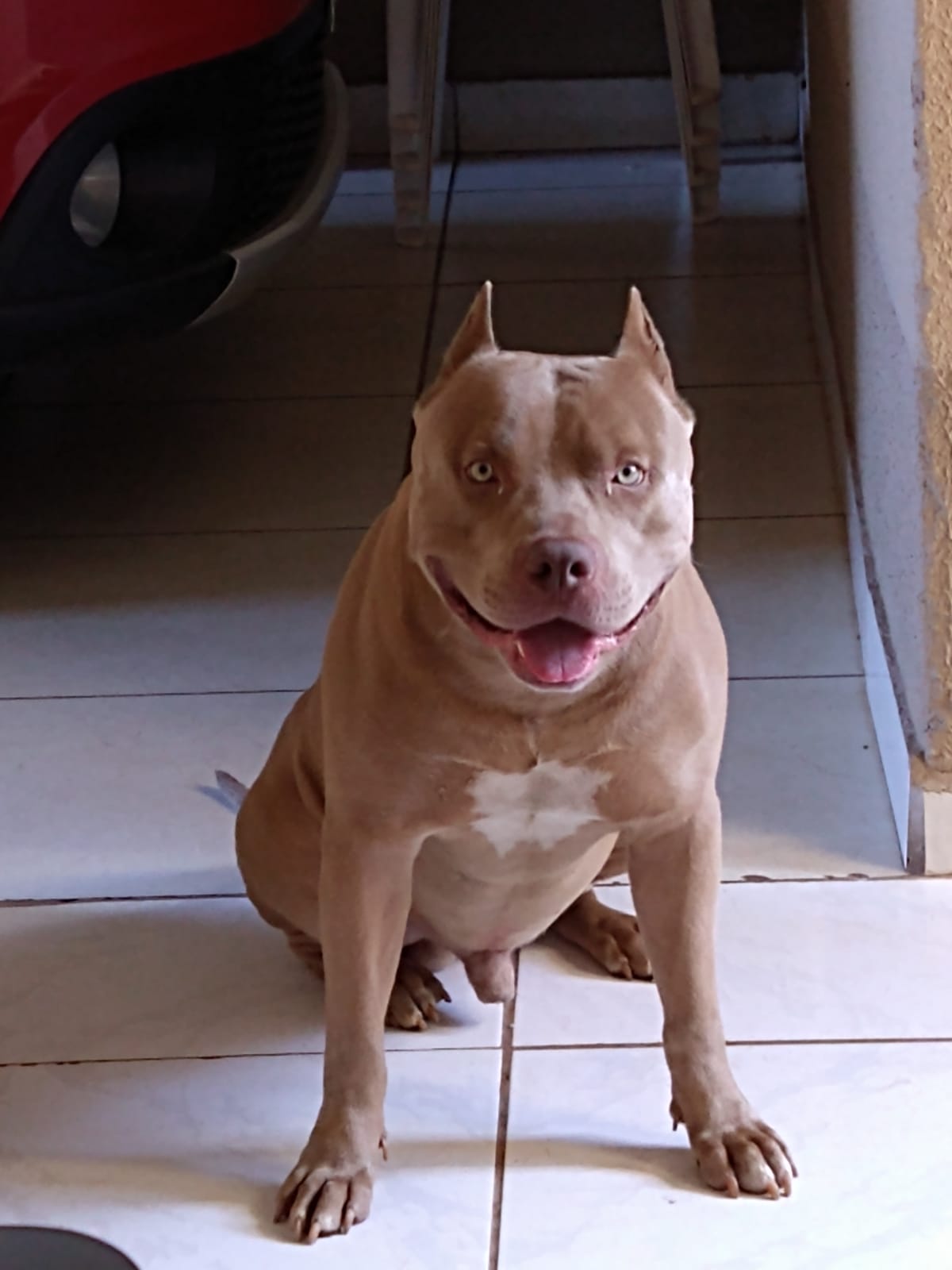 Thor é um pitbull americano de 5 anos