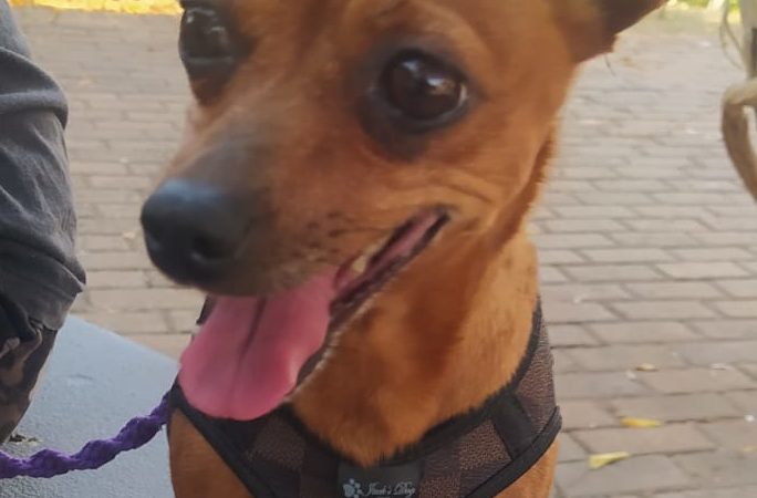 Vacinação de pets acontece neste sábado na região Central e em Campinas