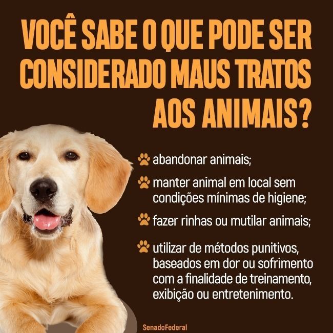 Clínicas veterinárias e pet shops devem denunciar violência contra animais