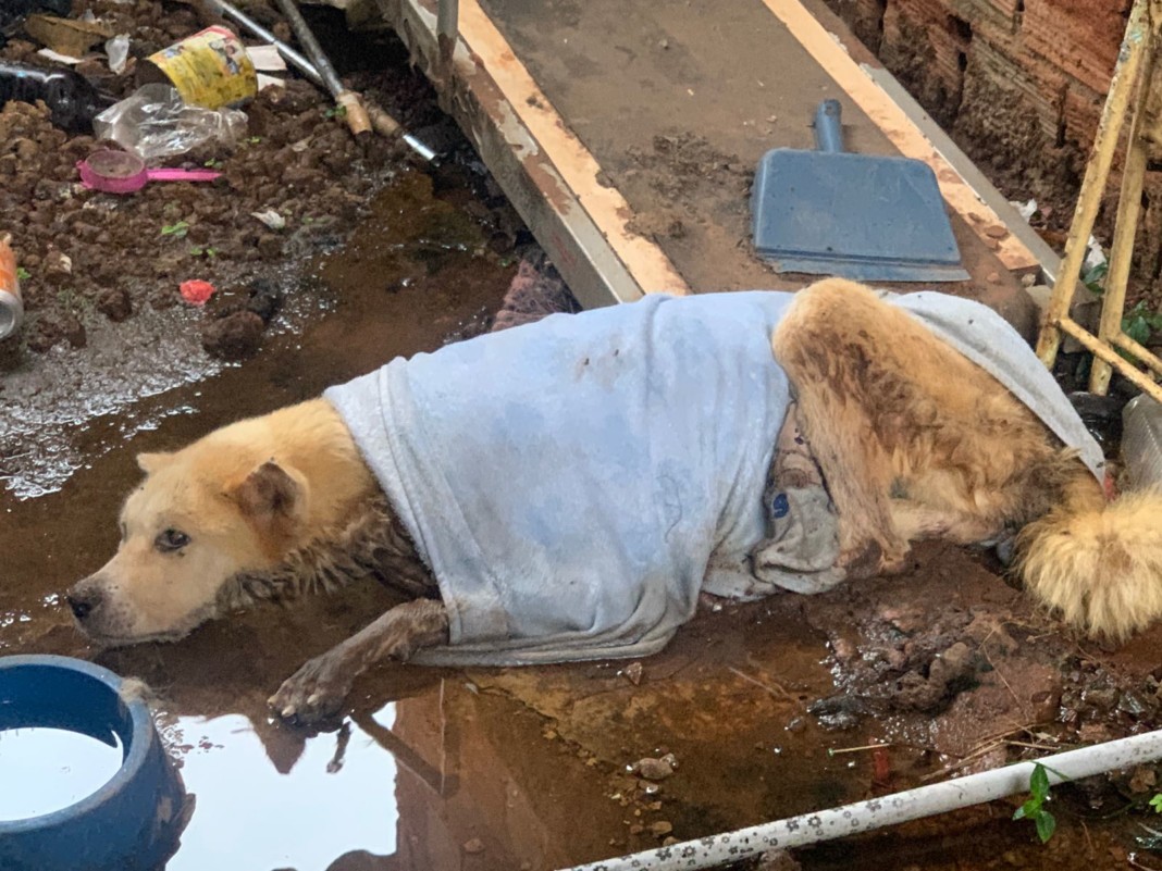 Polícia resgata cães vítimas de maus-tratos em Goiânia