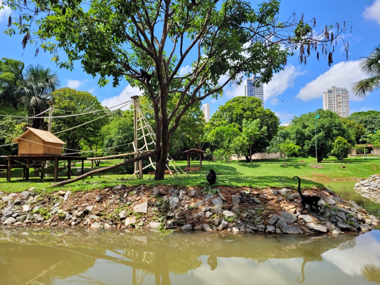 Zoológico de Goiânia reinaugura ilhas dos primatas no domingo