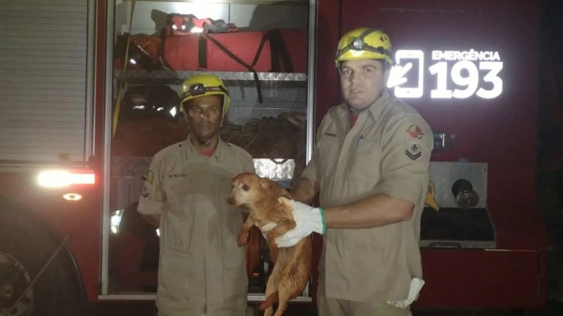 Corpo de Bombeiros resgata cachorro em buraco de 6 metros de profundidade