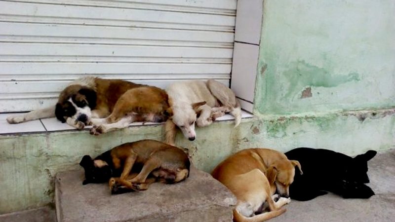 Aprovada campanha para adoção de animais abandonados