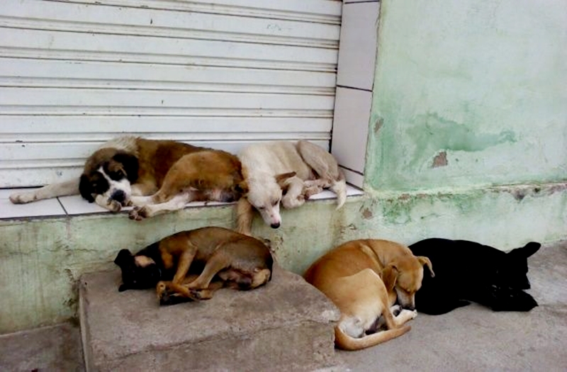 Seminário sobre combate a maus-tratos de cães e gatos