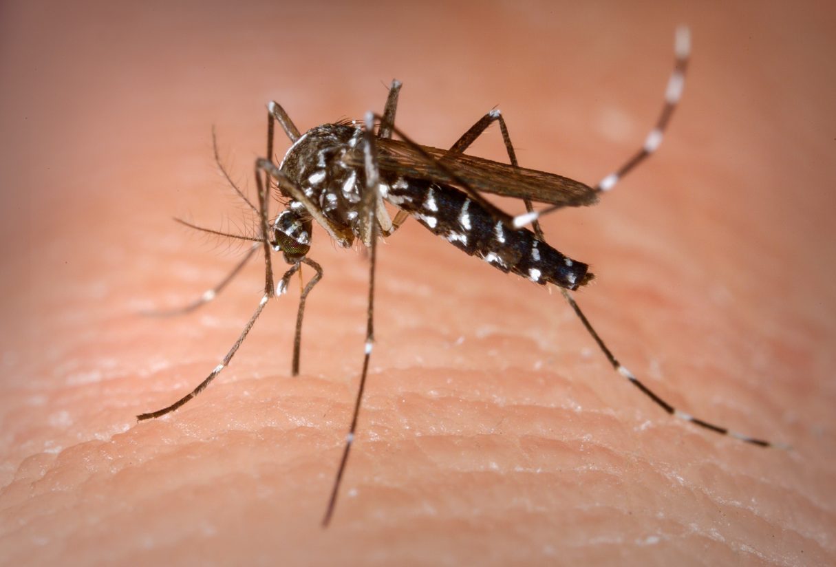 Goiás é o segundo Estado do País em mortes por dengue