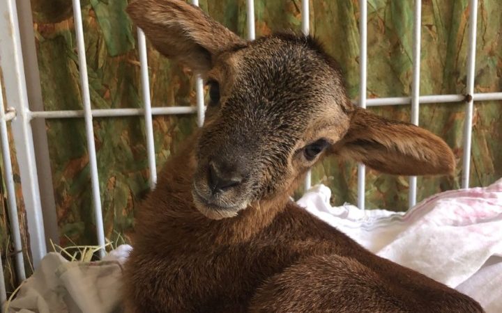 Filhote de mouflon, nova estrela no Zoológico de Goiânia, recebe nome de Bolacha