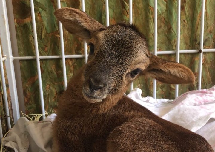 Filhote de mouflon, nova estrela no Zoológico de Goiânia, recebe nome de Bolacha