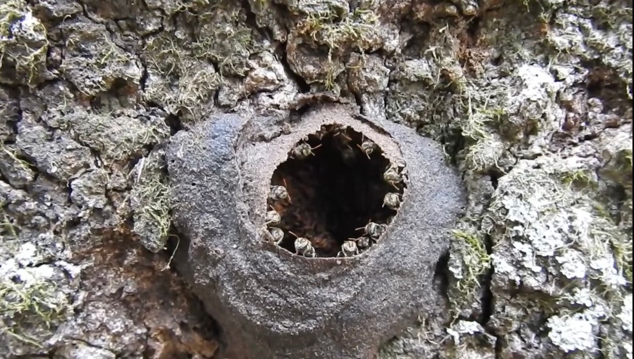 Prefeitura de Goiânia inicia inventário da fauna de abelhas silvestres em 62 parques da capital