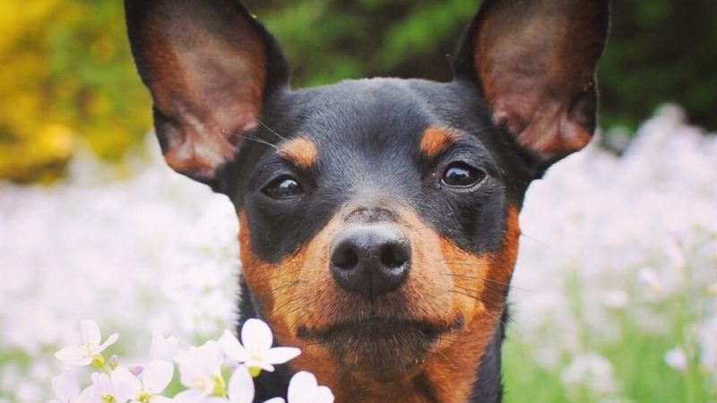 Mulher doa cachorro, se arrepende e audiência põe fim a briga com nova dona