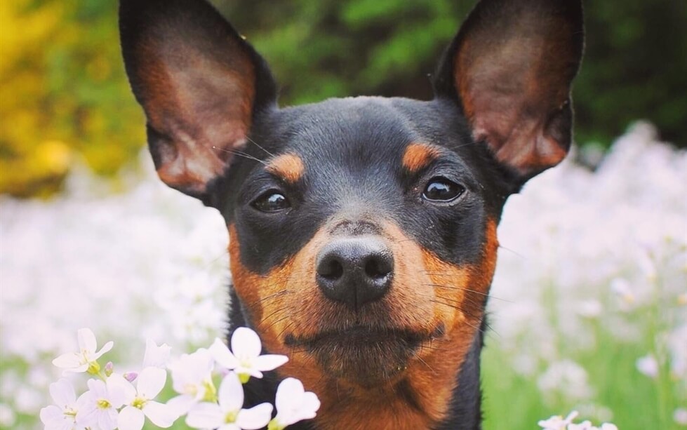 Mulher doa cachorro, se arrepende e audiência põe fim a briga com nova dona