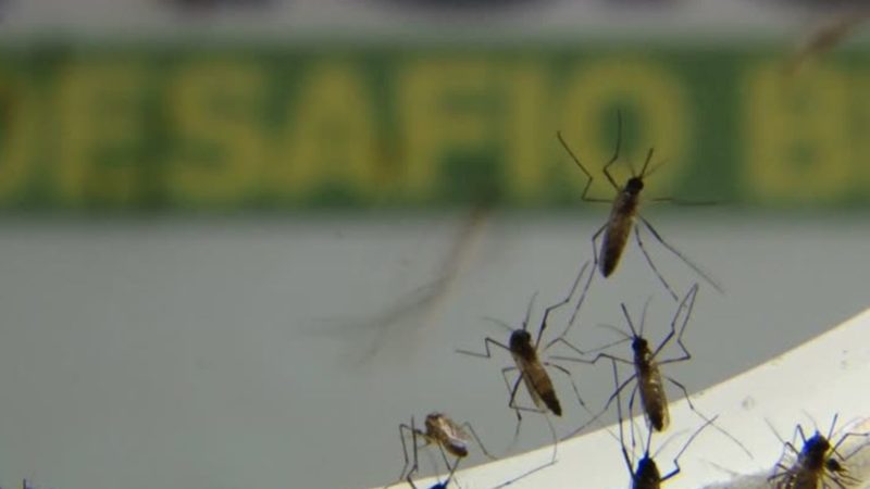 Brasil ultrapassa 500 mortes por dengue em 2022