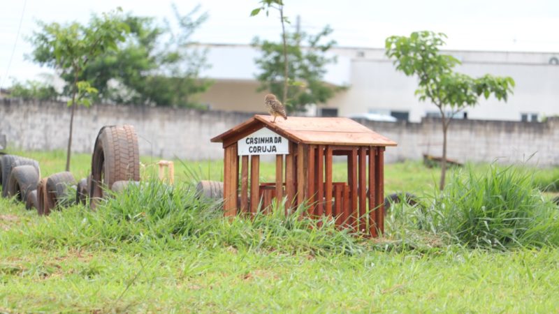 Prefeitura de Goiânia instala sete abrigos para corujas e projeta chegar a 50 nos próximos dois meses