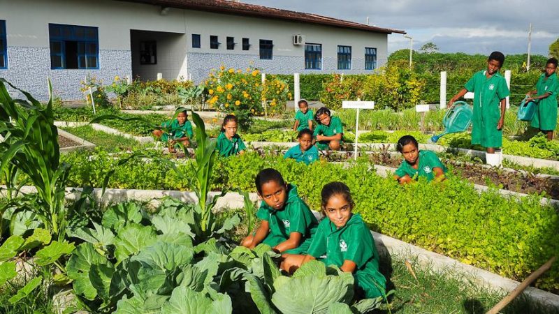 Senado aprova dividir ensino rural entre teoria e prática