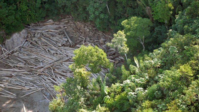 Resolução cria câmara para qualificar dados de desmatamento