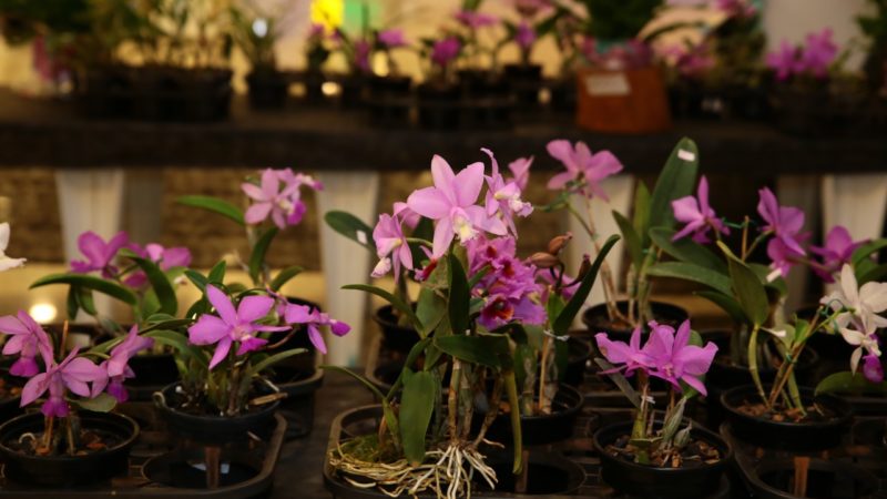 Aparecida realiza Feira de Orquídeas, Bonsai e Rosas do deserto especial Dia dos Namorados