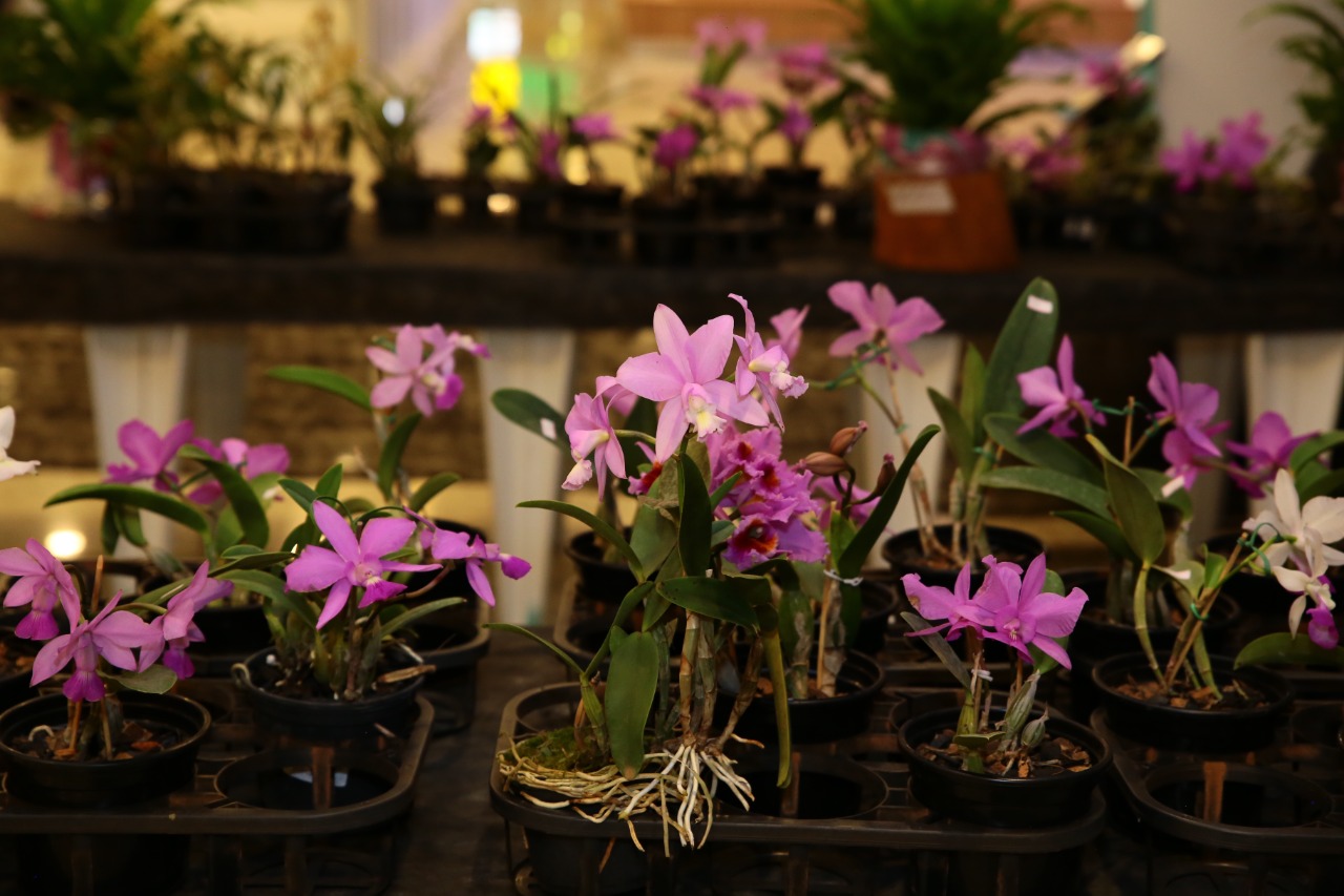 Aparecida realiza Feira de Orquídeas, Bonsai e Rosas do deserto especial Dia dos Namorados