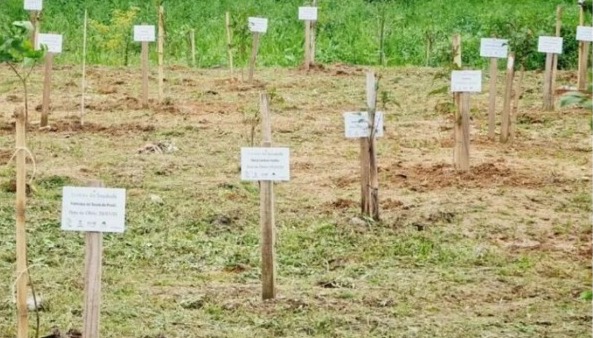 Projeto que cria parque da memória em homenagem às vítimas de covid é aprovado na Alego