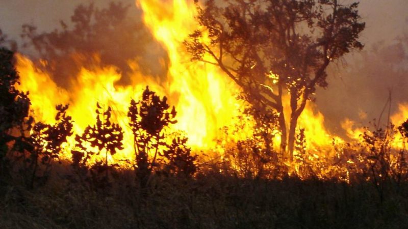 Projeto cria campanha de conscientização e combate às queimadas