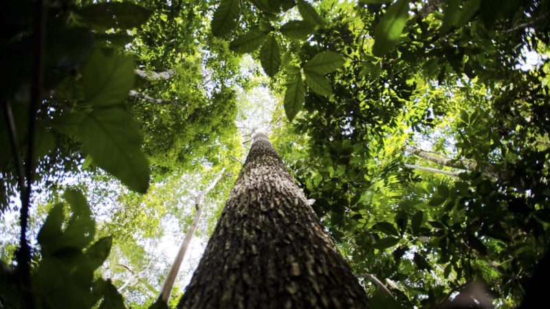 Bioma amazônico tem de 30 mil a 40 mil espécies só de plantas