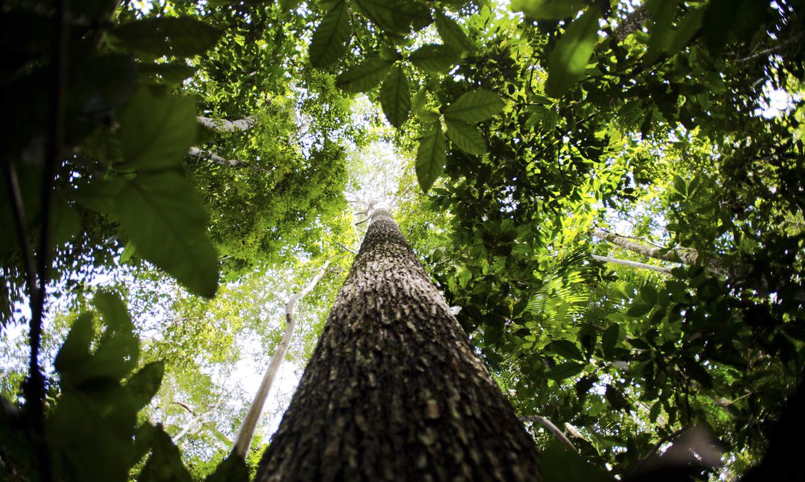 Bioma amazônico tem de 30 mil a 40 mil espécies só de plantas