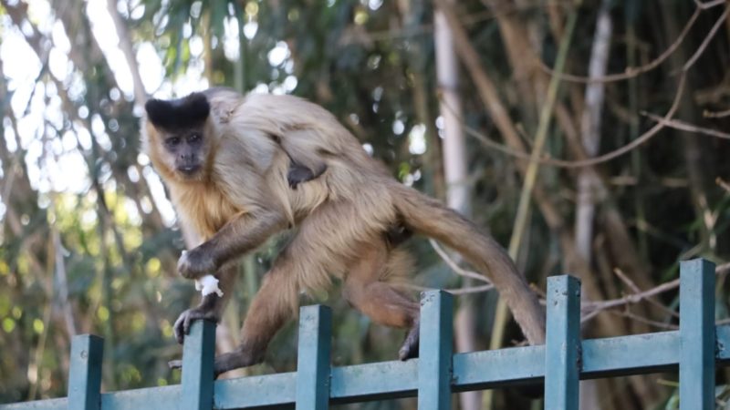 Agressão a macacos é crime