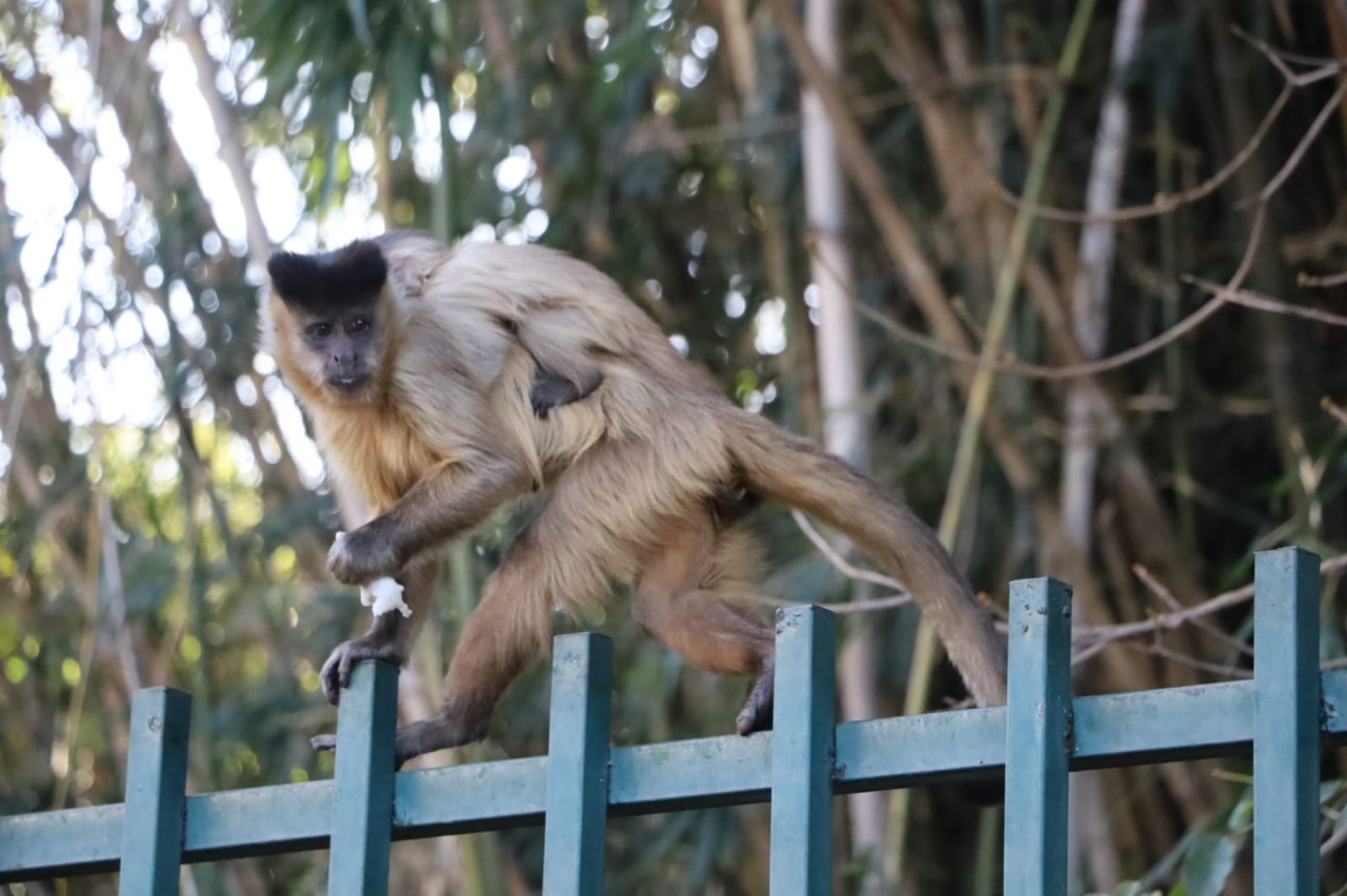 Agressão a macacos é crime