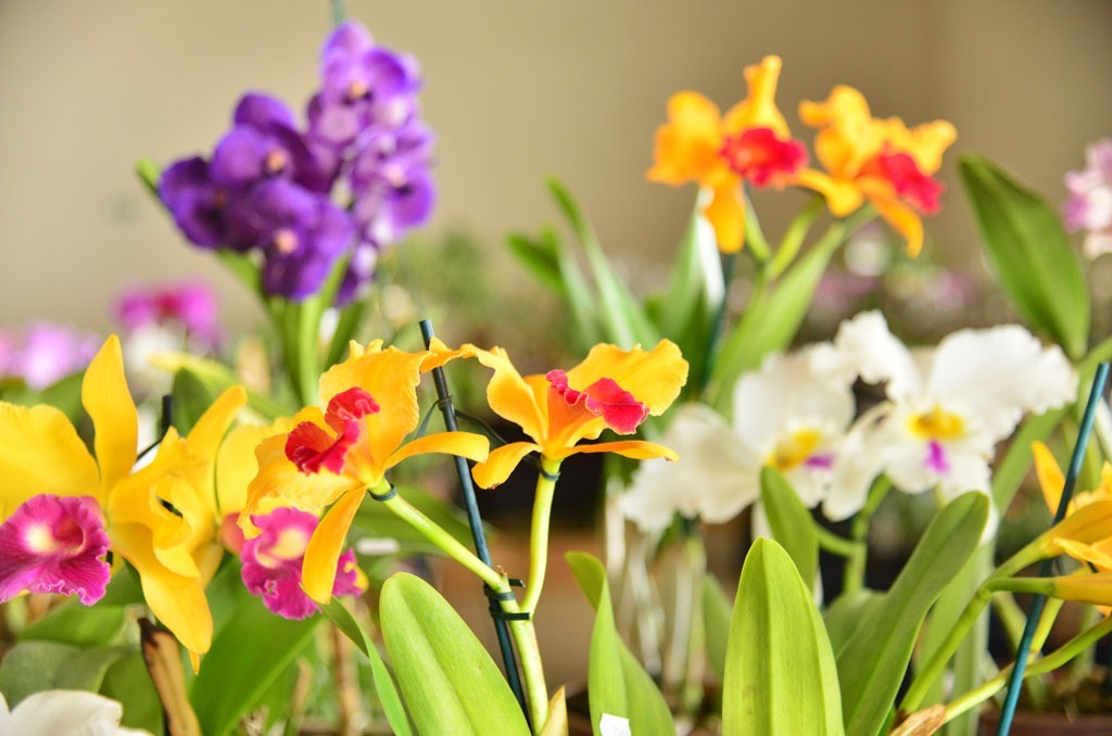 Primeiro dia de exposição de orquídeas em Aparecida registra público superior ao esperado