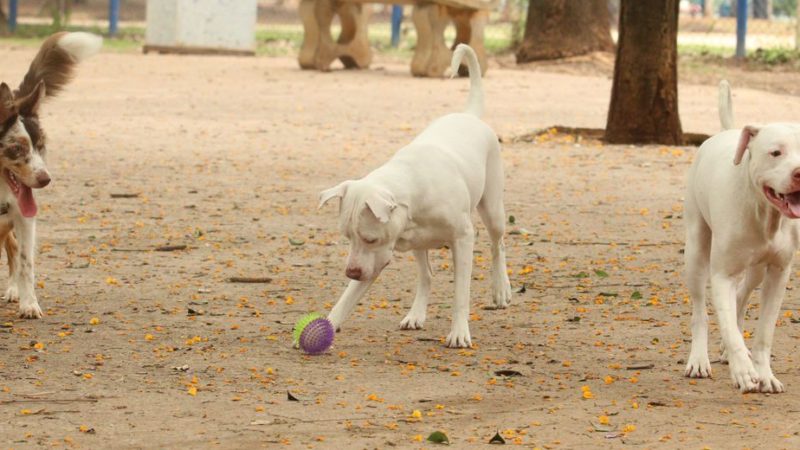 Ministério determina recolhimento de petiscos para cães