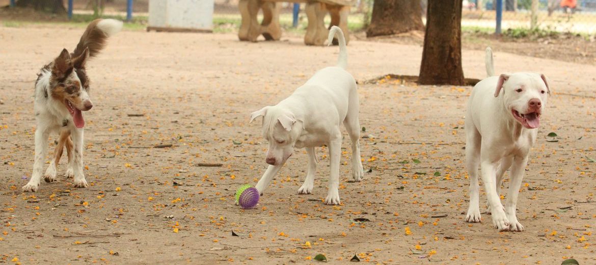 Ministério determina recolhimento de petiscos para cães