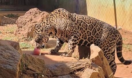 Animais do Zoológico de Goiânia recebem picolés para suportar onda de calor