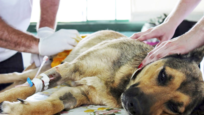 UFG desenvolve tratamento com nanopartículas termais para câncer canino