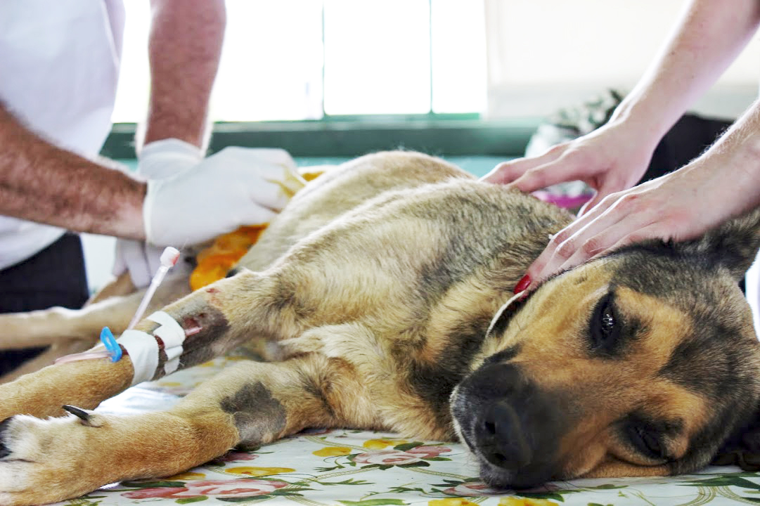 UFG desenvolve tratamento com nanopartículas termais para câncer canino