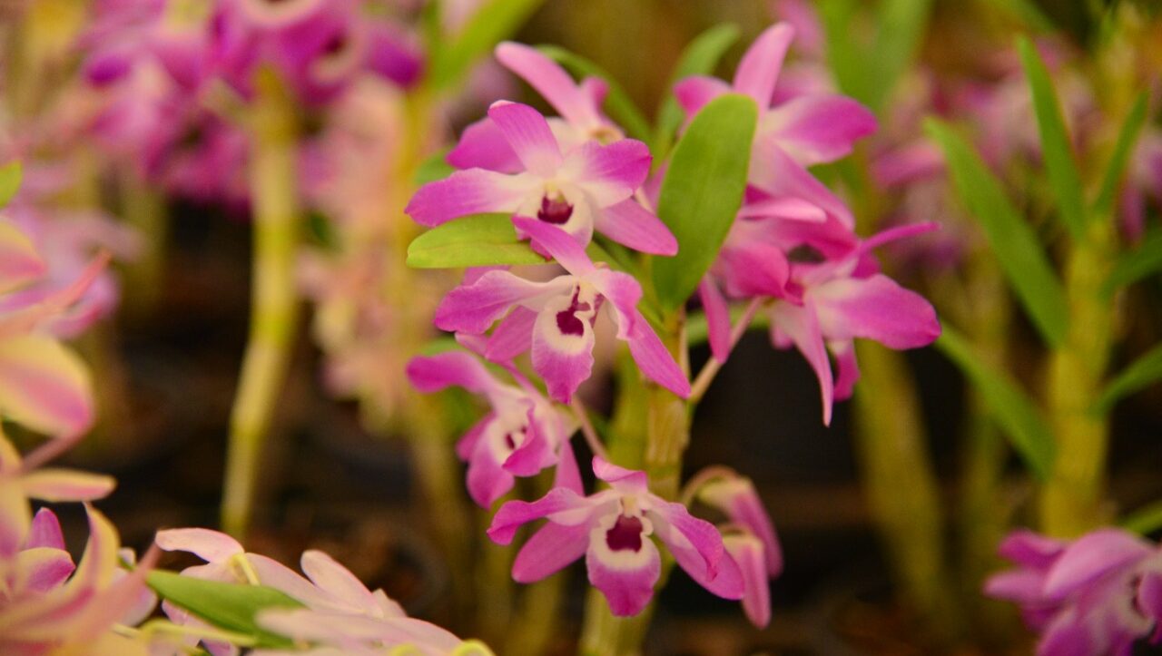 Aparecida realiza 16ª Exposição de Orquídeas e Rosas do Deserto