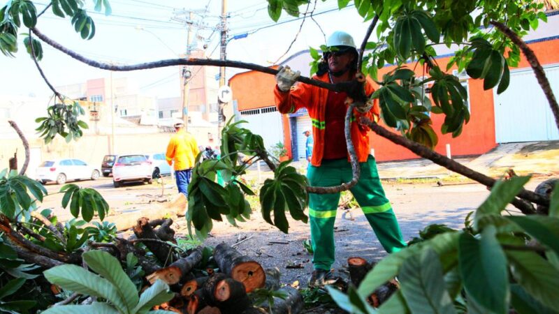 Prefeitura de Goiânia faz poda preventiva de árvores em 34 bairros até domingo (04/12)