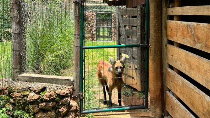 Prefeitura de Goiânia inaugura novo recinto de lobos-guará, no Parque Zoológico