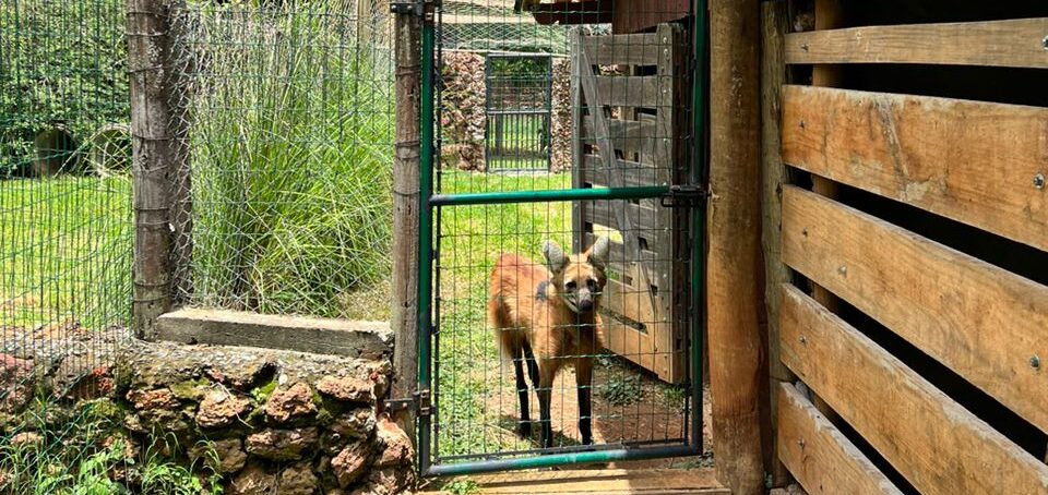 Prefeitura de Goiânia inaugura novo recinto de lobos-guará, no Parque Zoológico