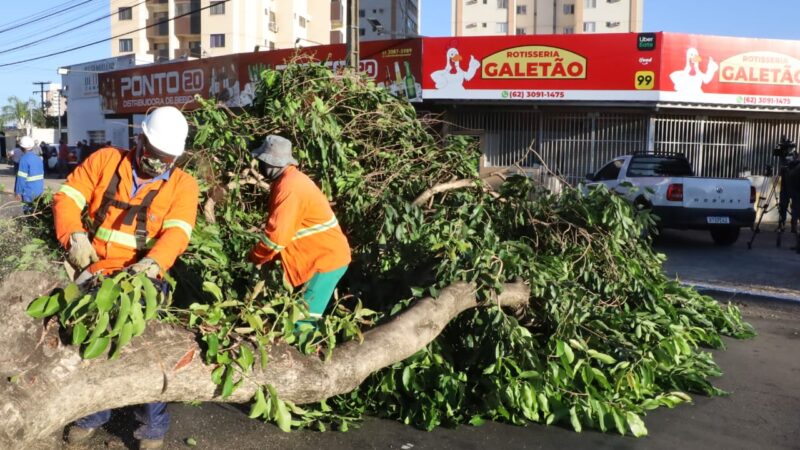 Prefeitura de Goiânia inicia substituição de 146 jamelões no Jardim Novo Mundo