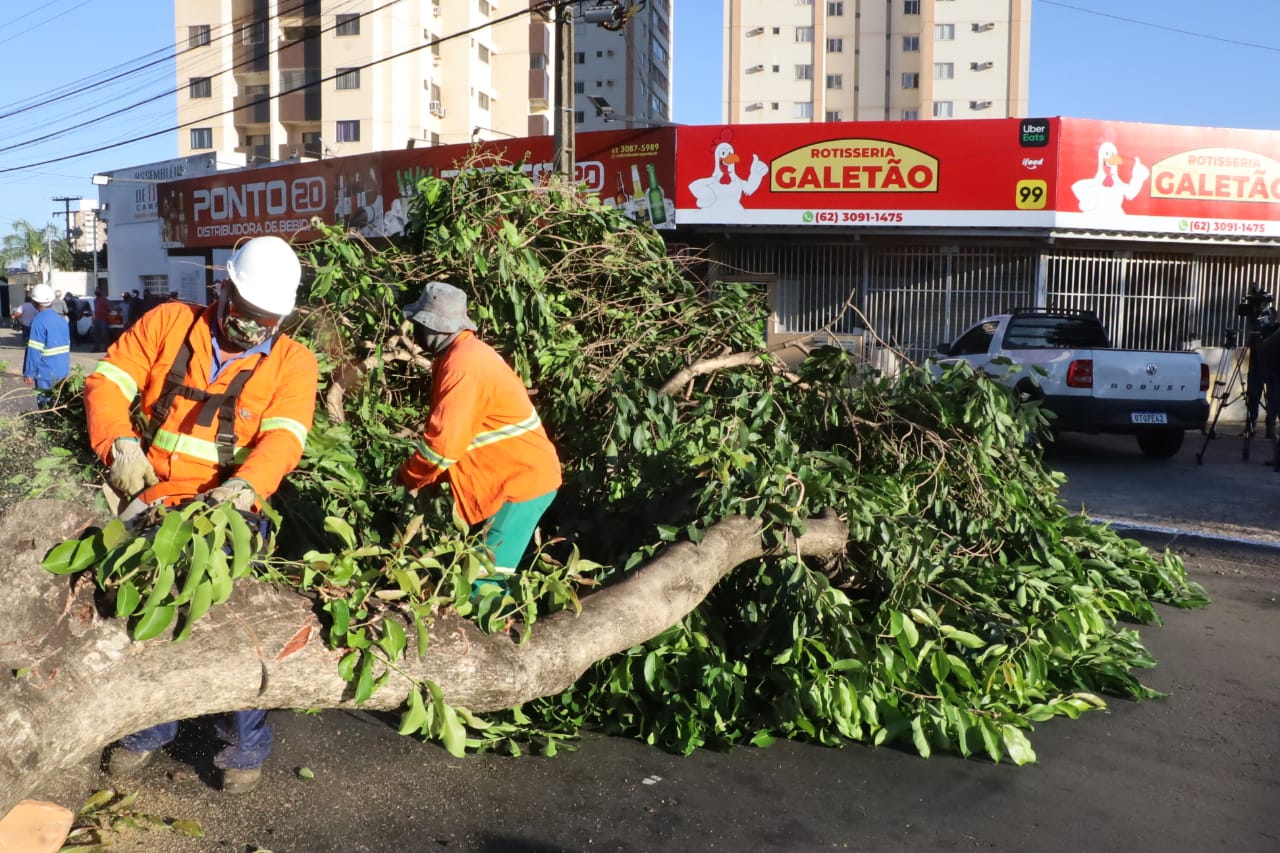 Prefeitura de Goiânia inicia substituição de 146 jamelões no Jardim Novo Mundo