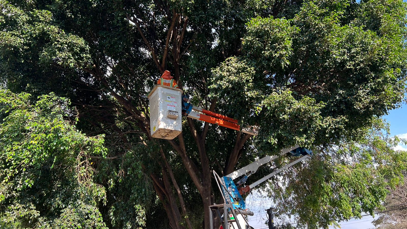 Prefeitura de Goiânia realiza poda preventiva de árvores no Setor Progresso e outros 20 bairros nesta quarta-feira (19/07)