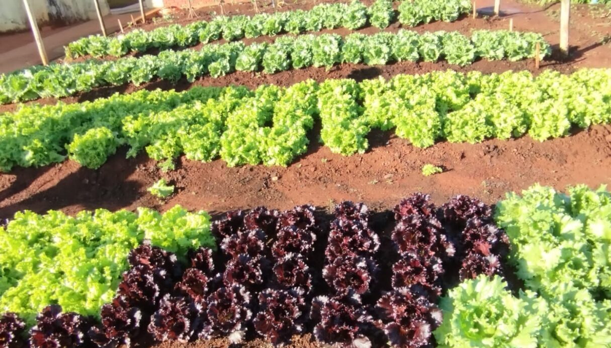 Projetos de cultivo de hortas contribuem para alimentação saudável de estudantes