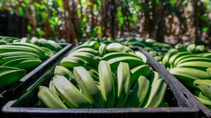 Produção da banana deve crescer 13,9% em Goiás