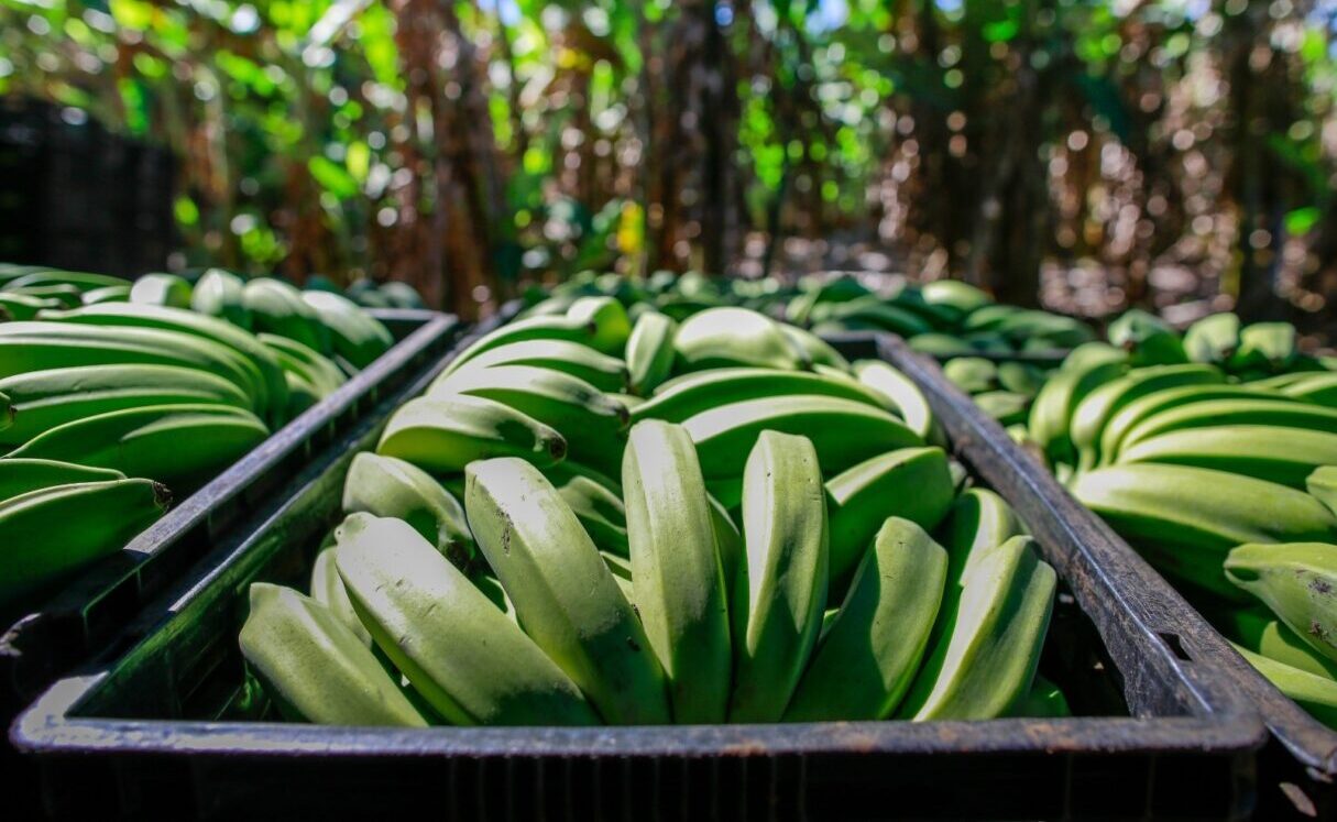 Produção da banana deve crescer 13,9% em Goiás