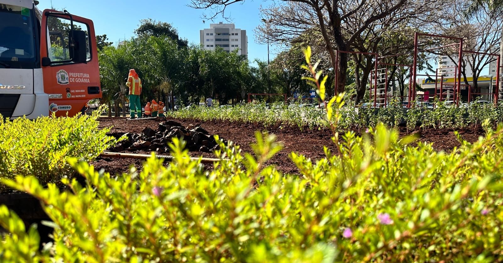 Prefeitura de Goiânia produz 600 mil mudas de flores, arbustos e árvores em 6 meses