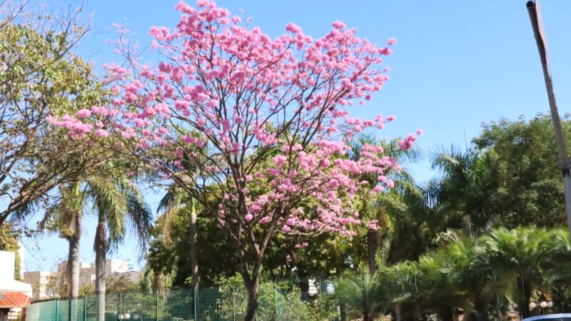 Ipês e Cega-Machado começam a florir e a encantar a população em Goiânia