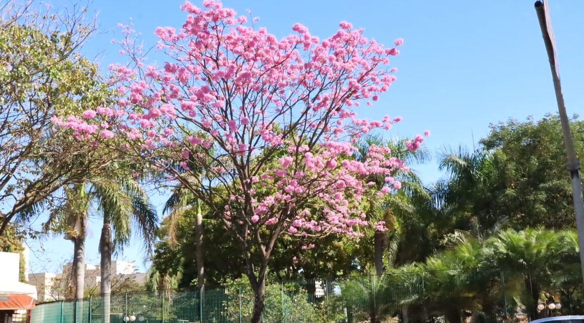 Ipês e Cega-Machado começam a florir e a encantar a população em Goiânia