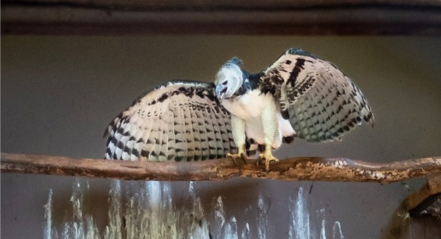 Harpia macho vinda do Paraná se adapta à fêmea no Zoológico de Goiânia após seis meses de transferência