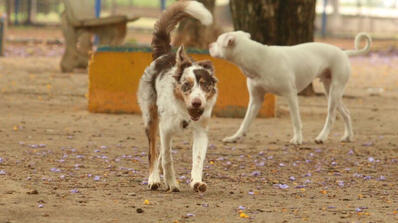 Governo cria grupo de trabalho para proteção dos direitos animais